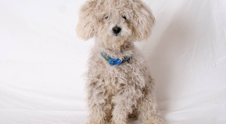 Tahoe Tails — Adoptable Pets in South Lake Tahoe