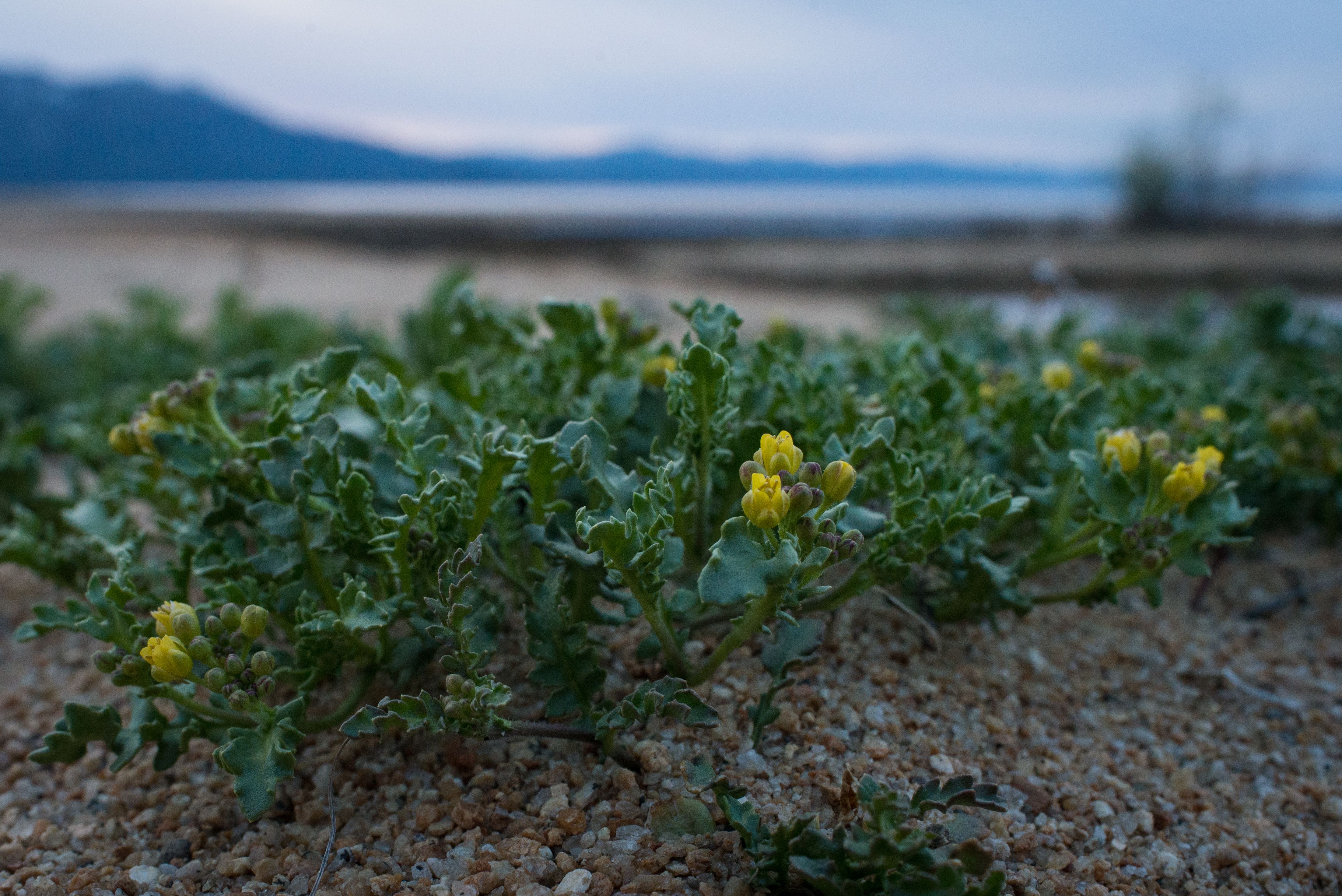 A basin-wide conservation strategy has helped Tahoe yellow cress rebound to where it is no longer considered endangered or threatened. Photo/Tom Lotshaw