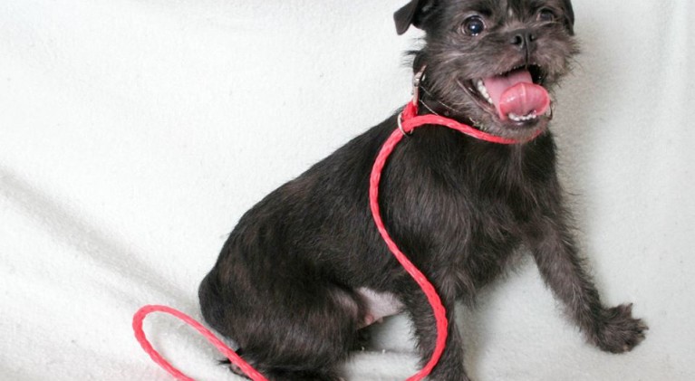 Tahoe Tails — Adoptable Pets in South Lake Tahoe