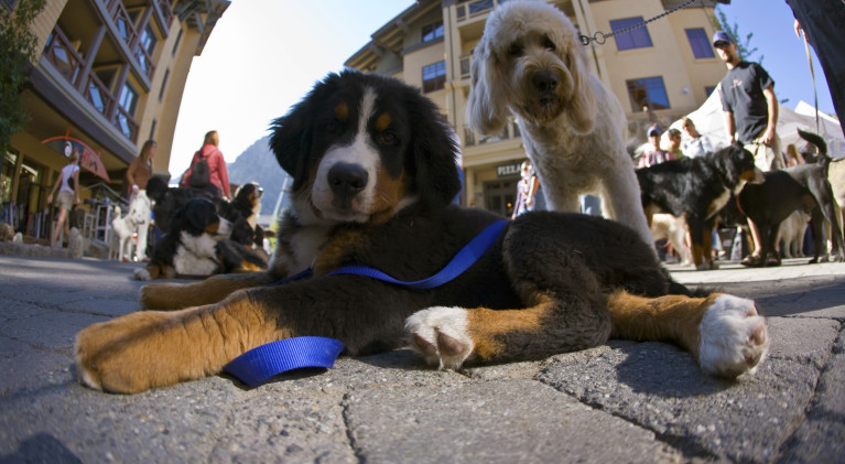 Squaw Valley going to the dogs for a day