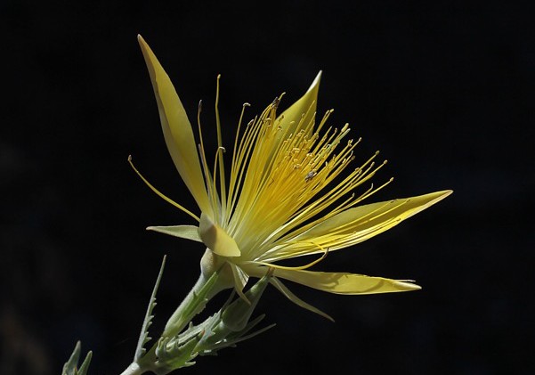 Wildflower photography subject of talk