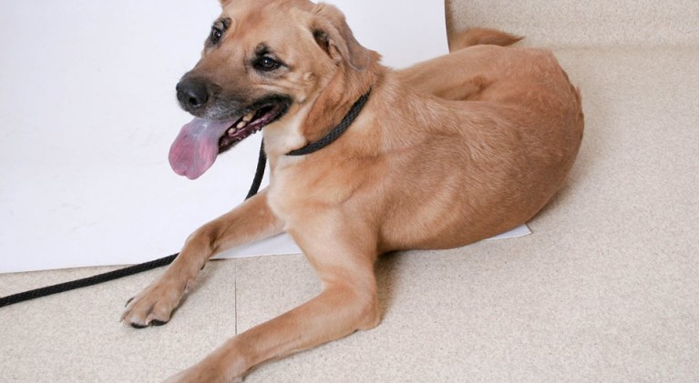 Tahoe Tails — Adoptable Pets in South Lake Tahoe