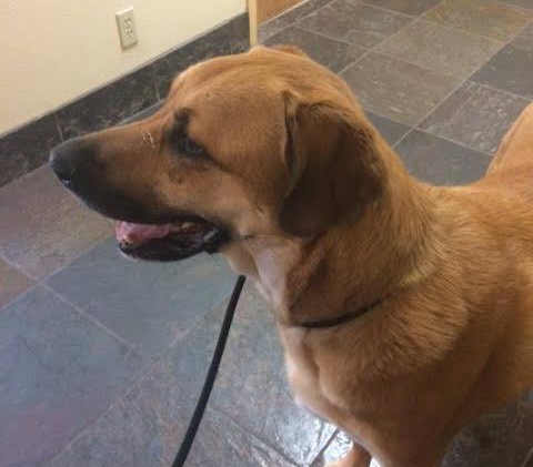 Tahoe Tails — Adoptable Pets in South Lake Tahoe