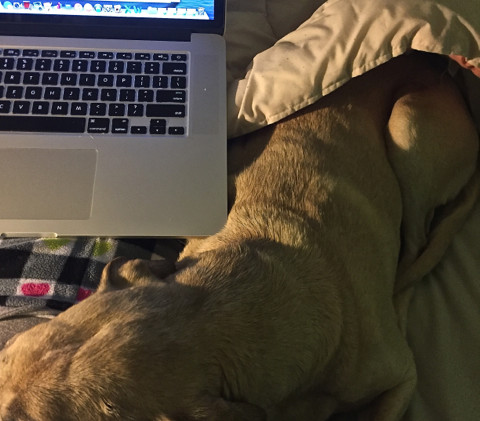 Dogs understand tone, meaning of words