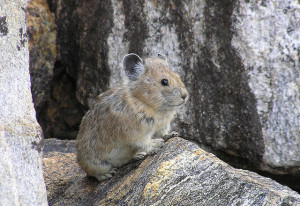 A study shows the American pika is vanishing from areas of the Western United States. Photo/Shana S. Weber/USGS