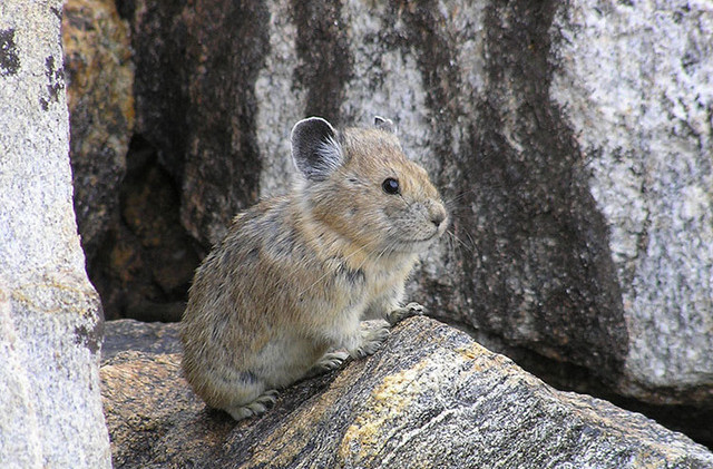 Temperature changes challenge Tahoe’s wildlife