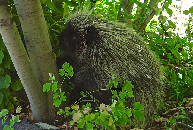 When dogs interact with porcupines it can be painful for the canine. Photo/Lake Tahoe Wildlife Care