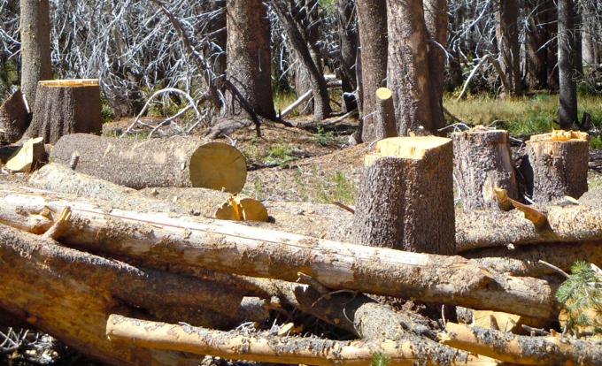 Billions of gallons of water saved by thinning forests