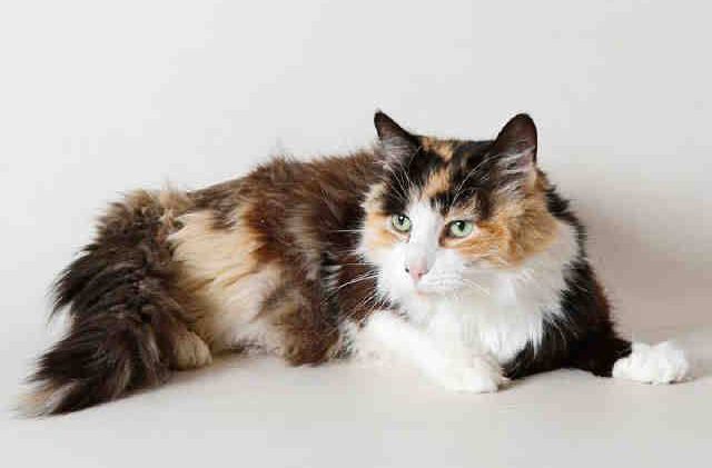 Cats up for adoption in El Dorado County