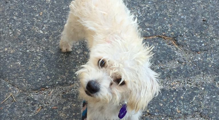 Tahoe Tails — Adoptable Pets in South Lake Tahoe