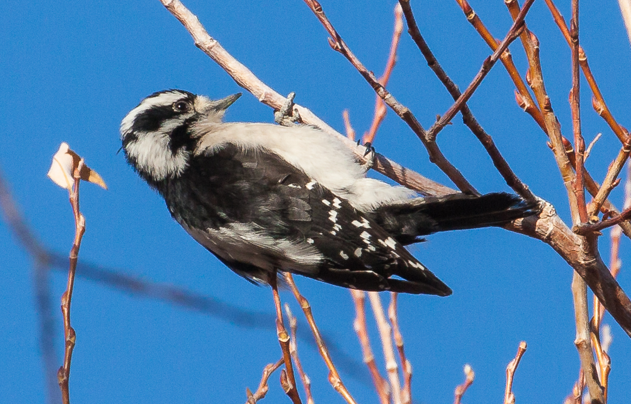 A female downy woodpecker does not need a wide branch to hang on to. Photo/Dale Roberts
