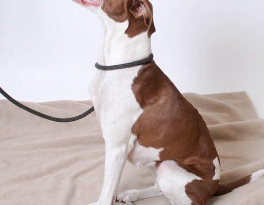 Tahoe Tails — Adoptable Pets in South Lake Tahoe