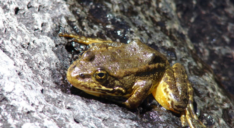 Ranchers, loggers sue feds over frog protection