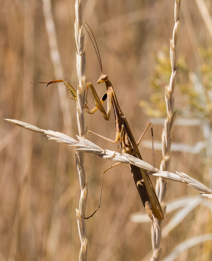 Birds were not the only animals out -- a praying mantis tries to blend in. Photo/Dale Roberts