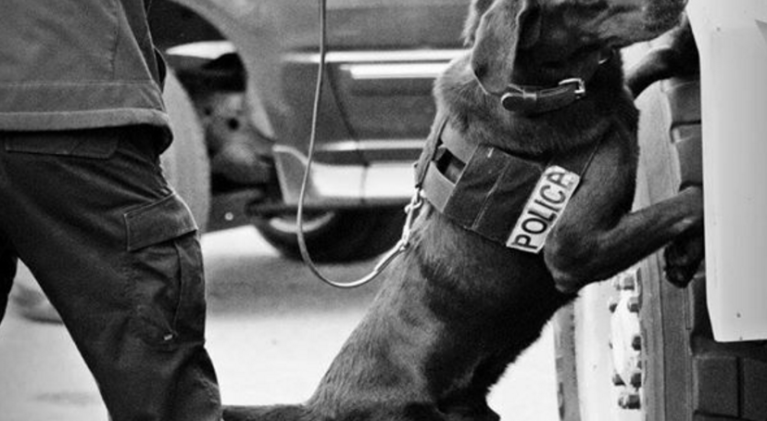 Truckee K-9, handler earn top honor