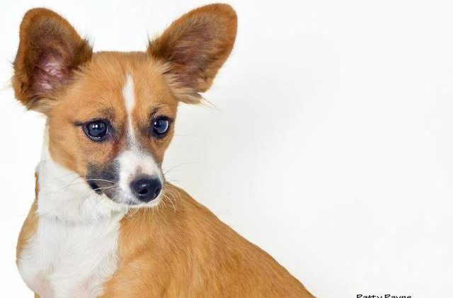 Tahoe Tails — Adoptable Pets in South Lake Tahoe