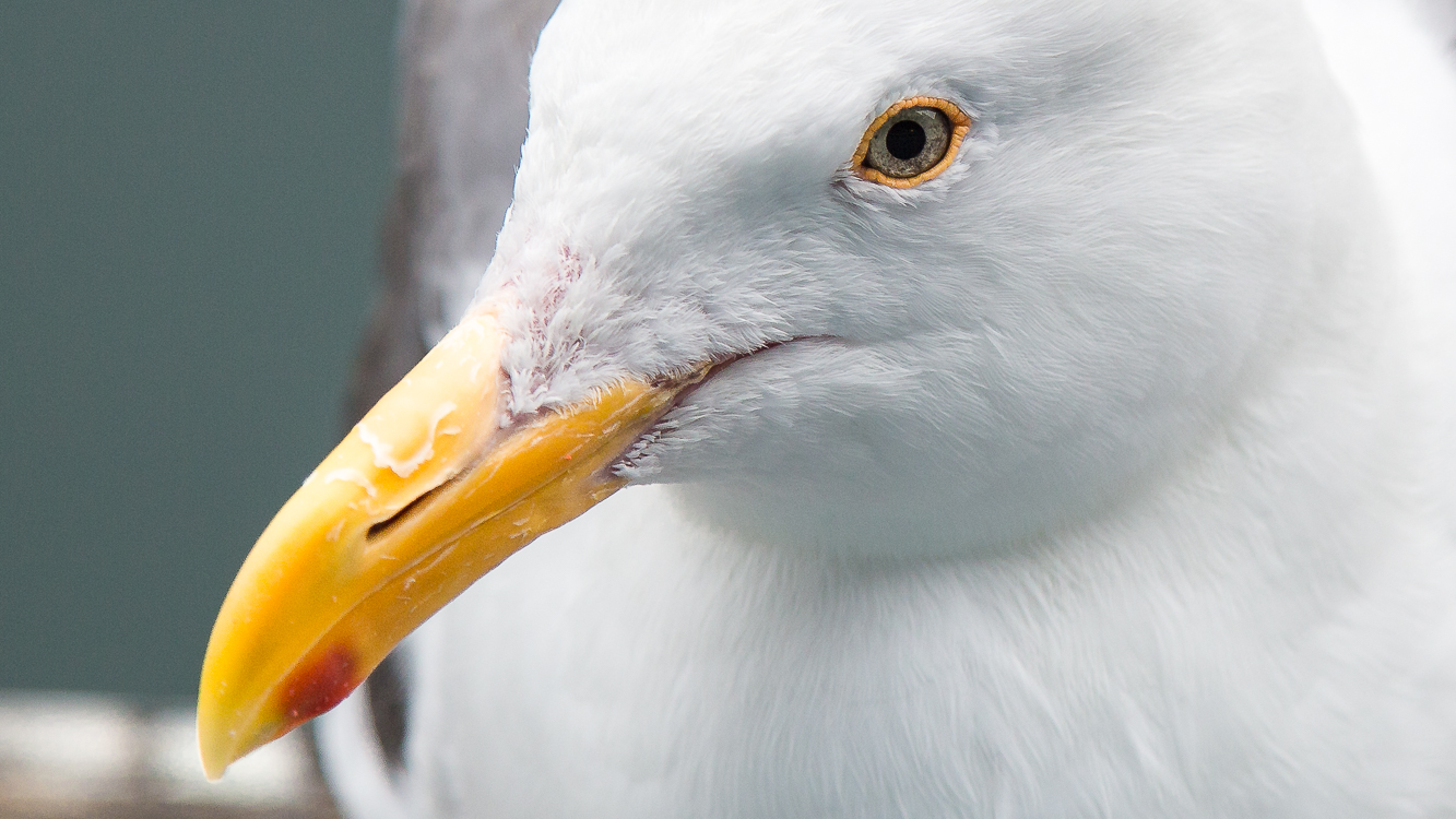Western gulls are a common migratory bird in the Tahoe basin. Photo/Dale Roberts