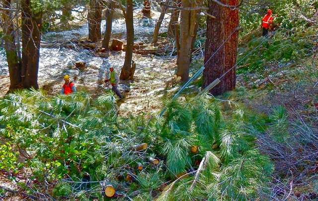 The Lake Christopher fuels reduction project in South Lake Tahoe got tied up with the Nevada Fire Safe Council bankruptcy. Photo/LTN file