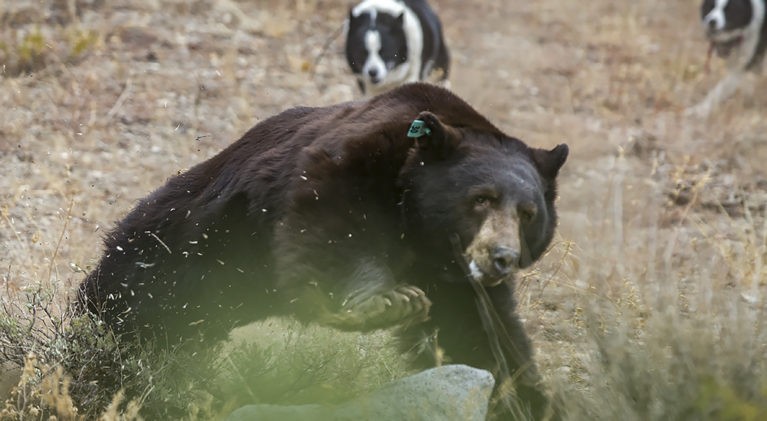 Bears make comeback in Nevada
