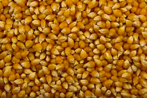 Breeding super-nutritious crops to help solve global hunger