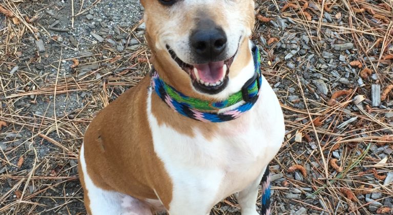 Tahoe Tails — Adoptable Pets in South Lake Tahoe