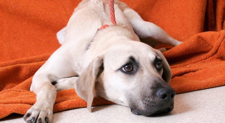 Tahoe Tails — Adoptable Pets in South Lake Tahoe