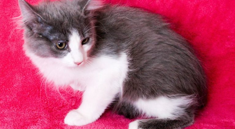 Tahoe Tails — Adoptable Pets in South Lake Tahoe