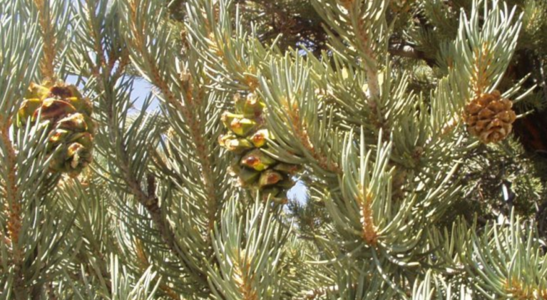 Climate cracks showing in Nev. pine nut harvest
