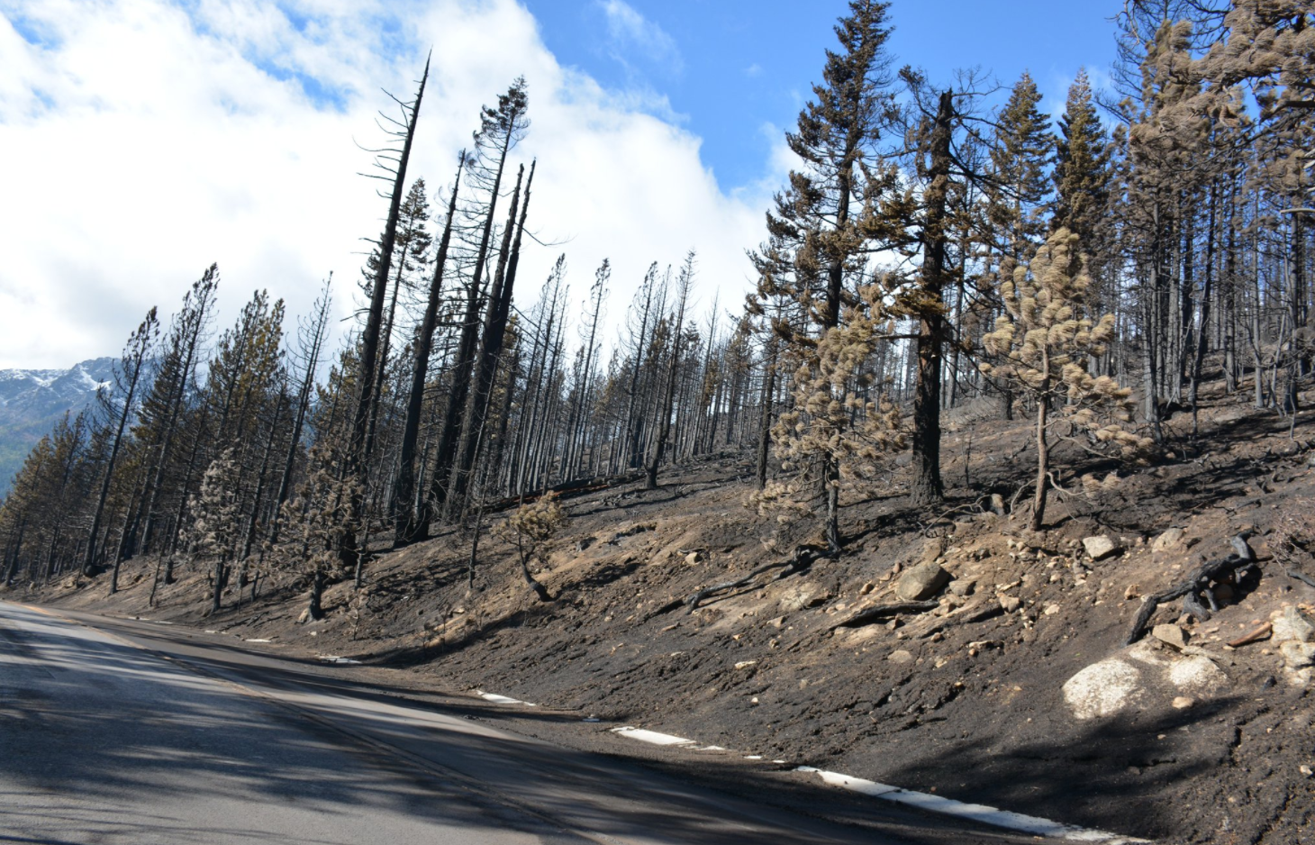 Hazardous trees is keeping Highway 89 near Emerald Bay closed. Photo/CalFire