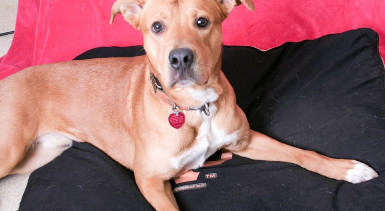 Tahoe Tails — Adoptable Pets in South Lake Tahoe