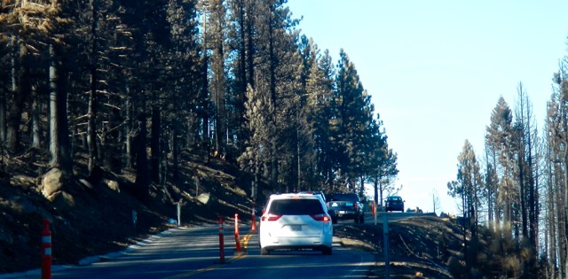 The Emerald Fire scorched trees on both sides of Highway 89. Photo/Kathryn Reed