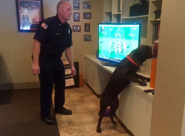 Gunner searches for "explosives" under the watchful of handler Battalion Chief Todd Moss. Photo/Susan Wood