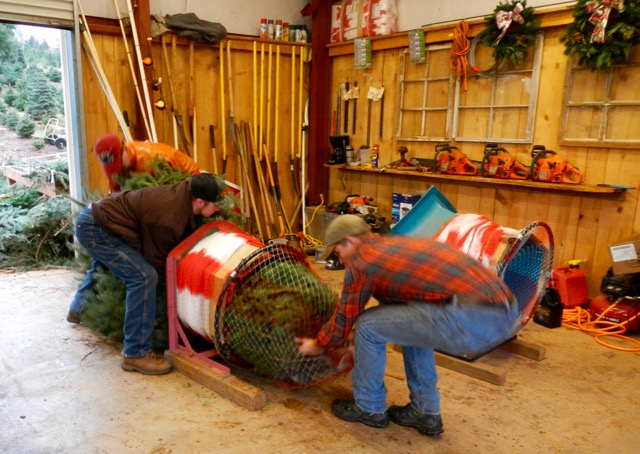 Binding a large tree for transport takes some effort. Photo/Kathryn Reed