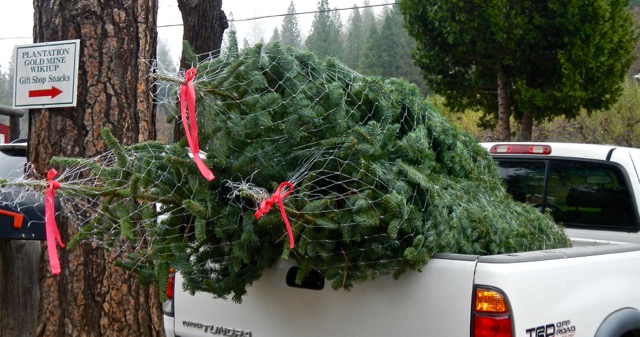 One tree isn't always enough. Photo/Kathryn Reed