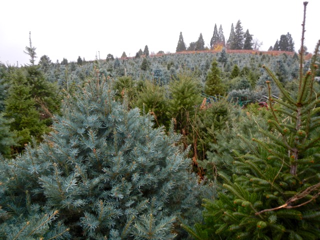 Christmas trees dot a large swath of the landscape in El Dorado County. Photo/Kathryn Reed