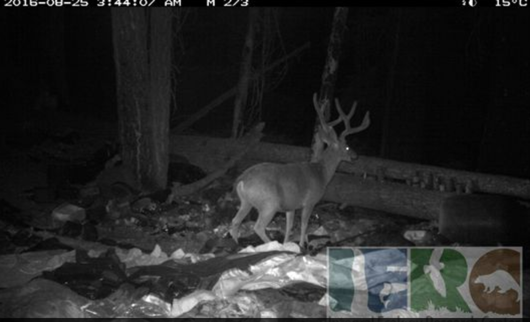 Illegal marijuana grows in the Sierra Nevada are hurting wildlife. Photo/Integral Ecology Research Center