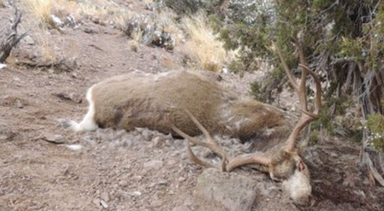 Nevada to mull regulating antler collecting