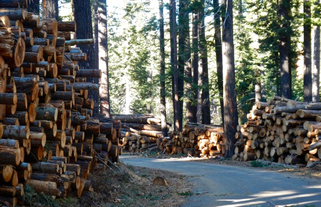 EDC has money for seniors to remove dead trees