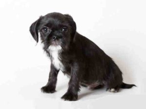 Peanut