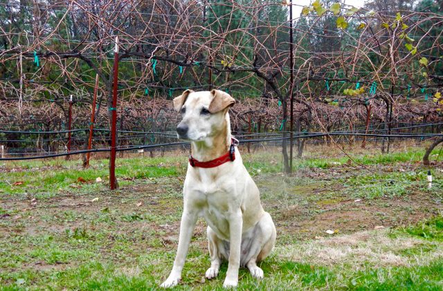 EDC wineries open doors to four-legged visitors