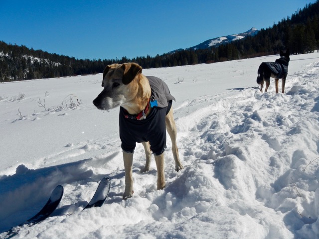 AJ and Jackson have tons of open space to run in. Photo/Kathryn Reed
