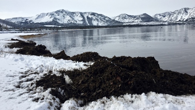 Rich soil covers the edge of the beach at Cove East. Photo/Kathryn Reed