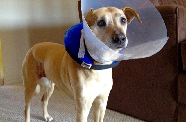 Calif. law would let vet bills be write-offs