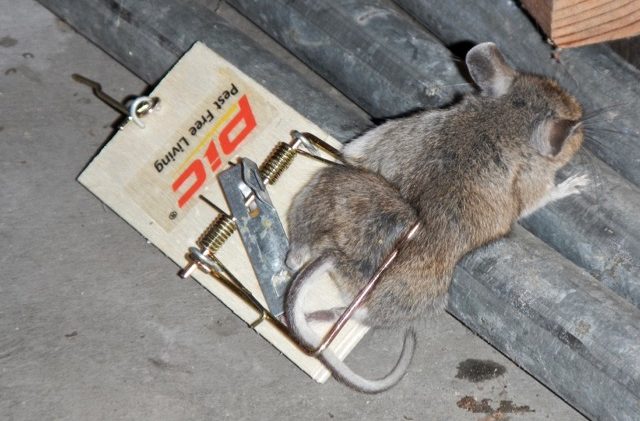 Hantavirus tied to death of Tahoe-area resident