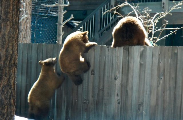 Tahoe bears breaking into homes with people inside