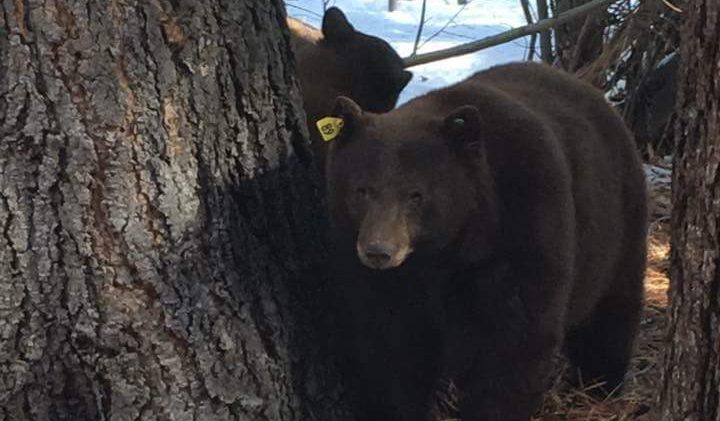 Nev.’s delicate relationship with wild bears
