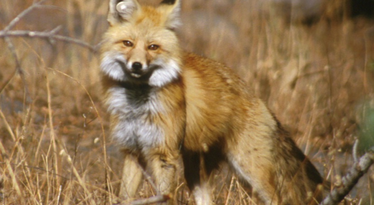 Scientists catch 2 rare Sierra red foxes