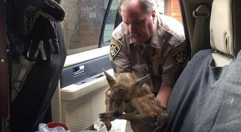CHP officer rescues fawn near Truckee