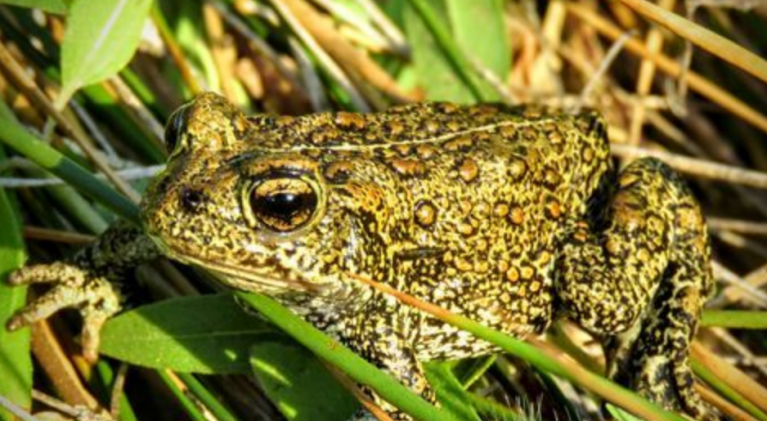 Inoculations give endangered Calif. frog shot at life