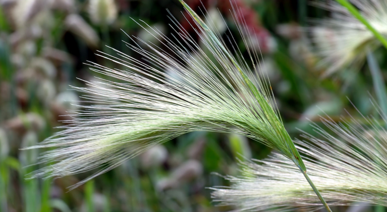 Foxtails an issue for dogs in N. Nevada